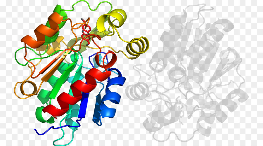 Struktur Protein，Molekul PNG