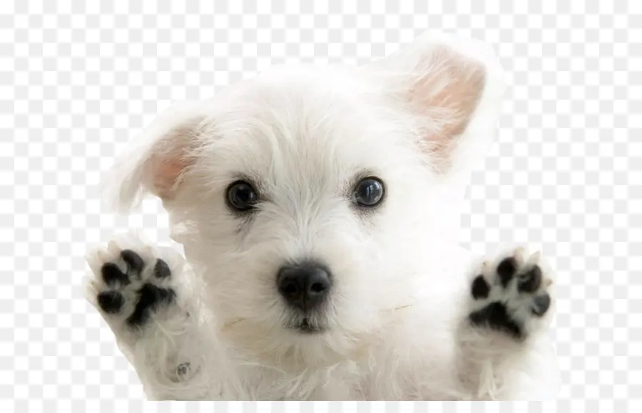 West Highland White Terrier，Anak Anjing PNG
