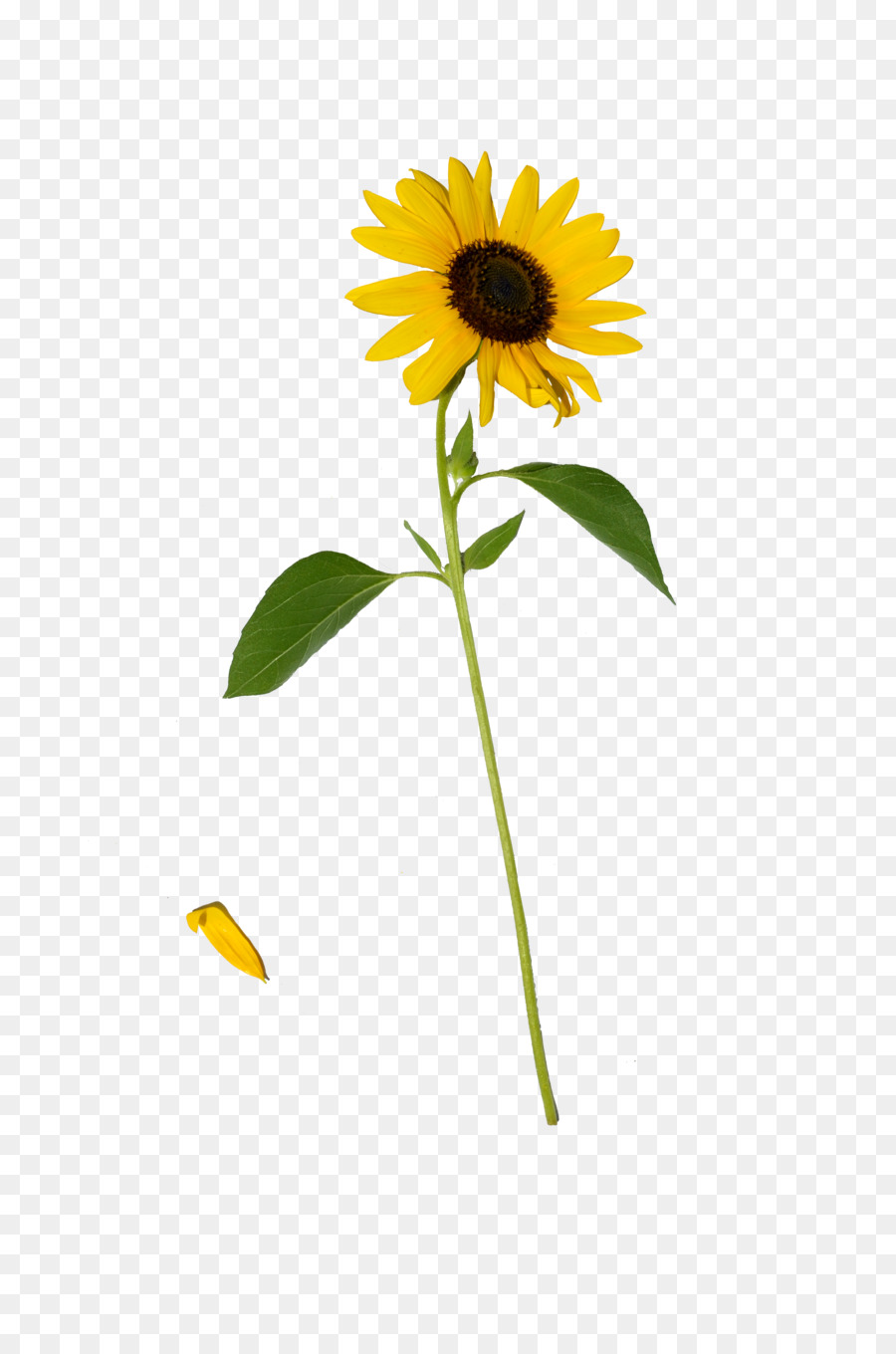 Umum Bunga Matahari，Daisy Keluarga PNG