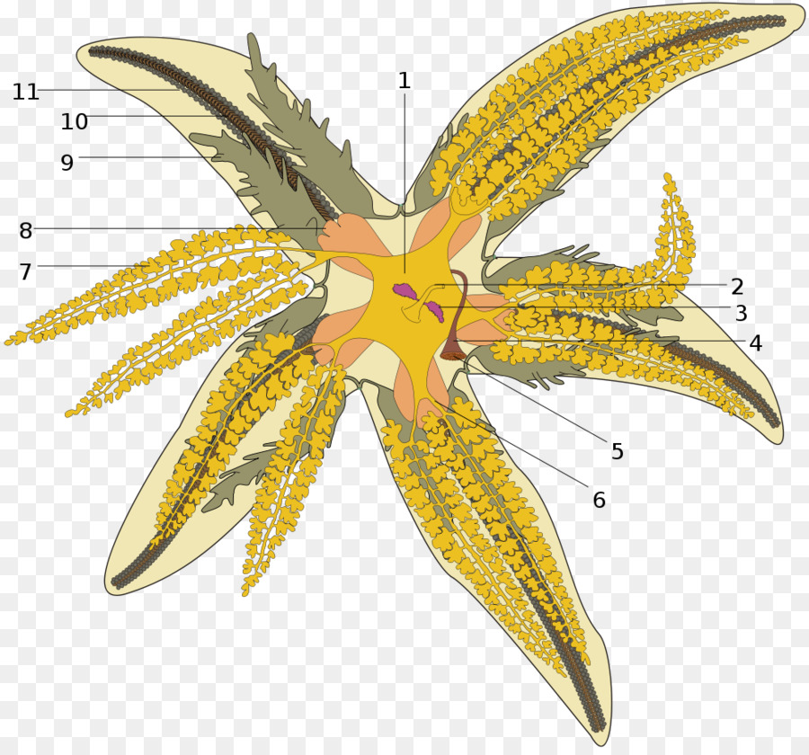 Starfish Umum，Bintang Laut PNG