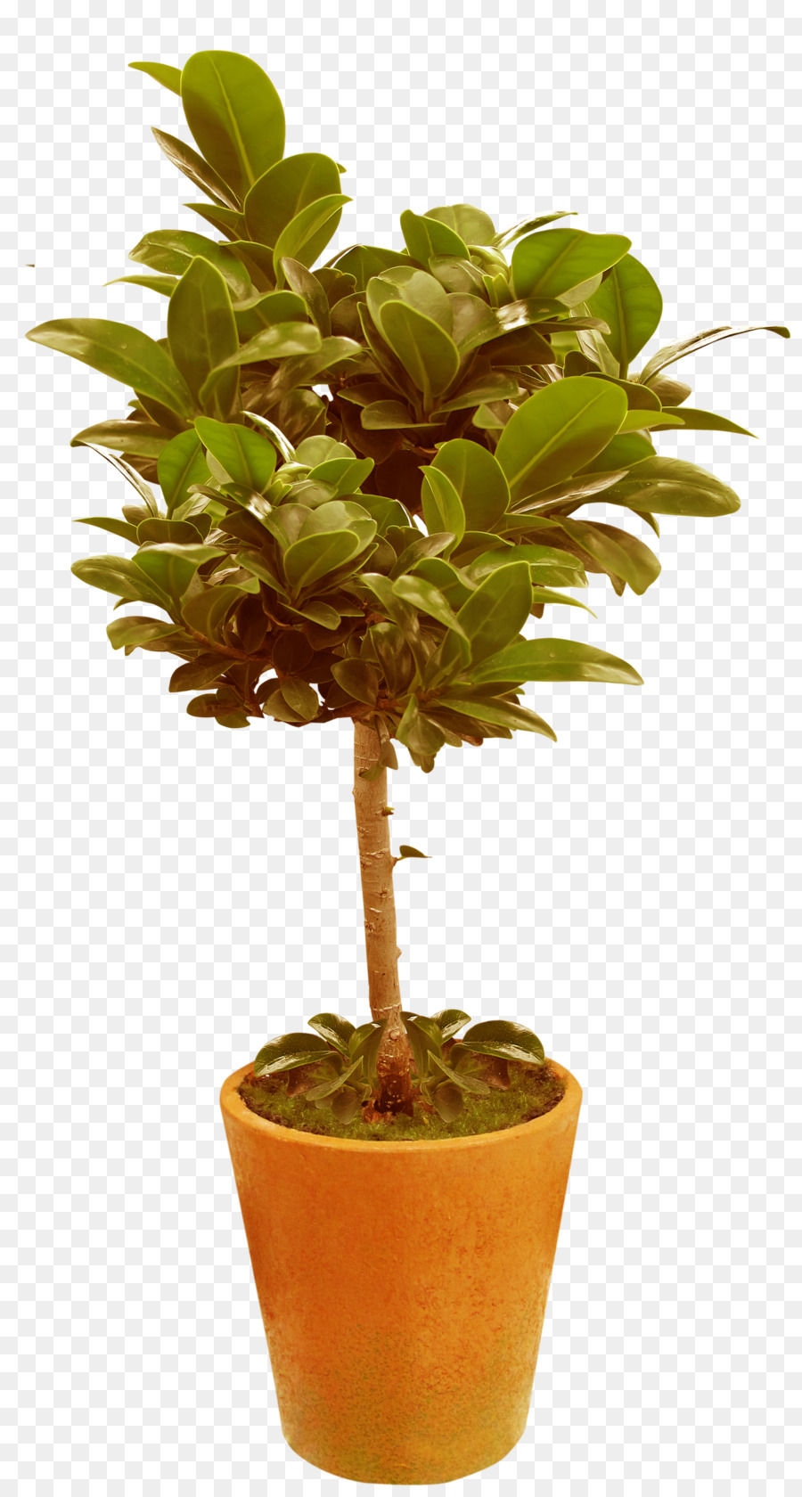 Houseplant，Pot Bunga PNG