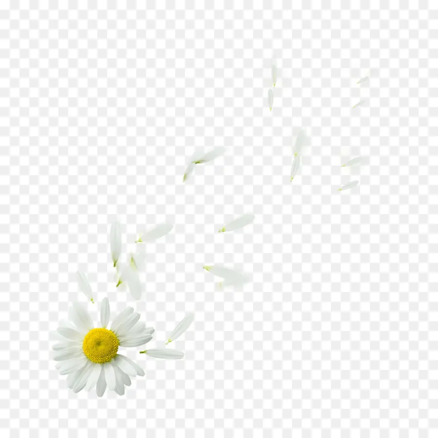 Daisy Umum，Daisy Ketutu PNG