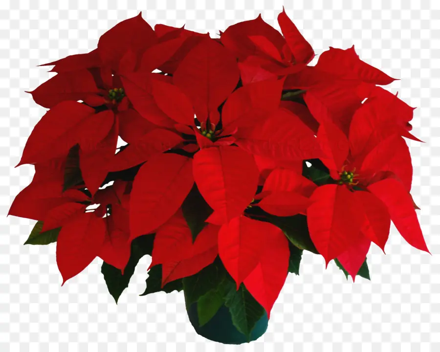 Poinsettia Merah，Tanaman PNG