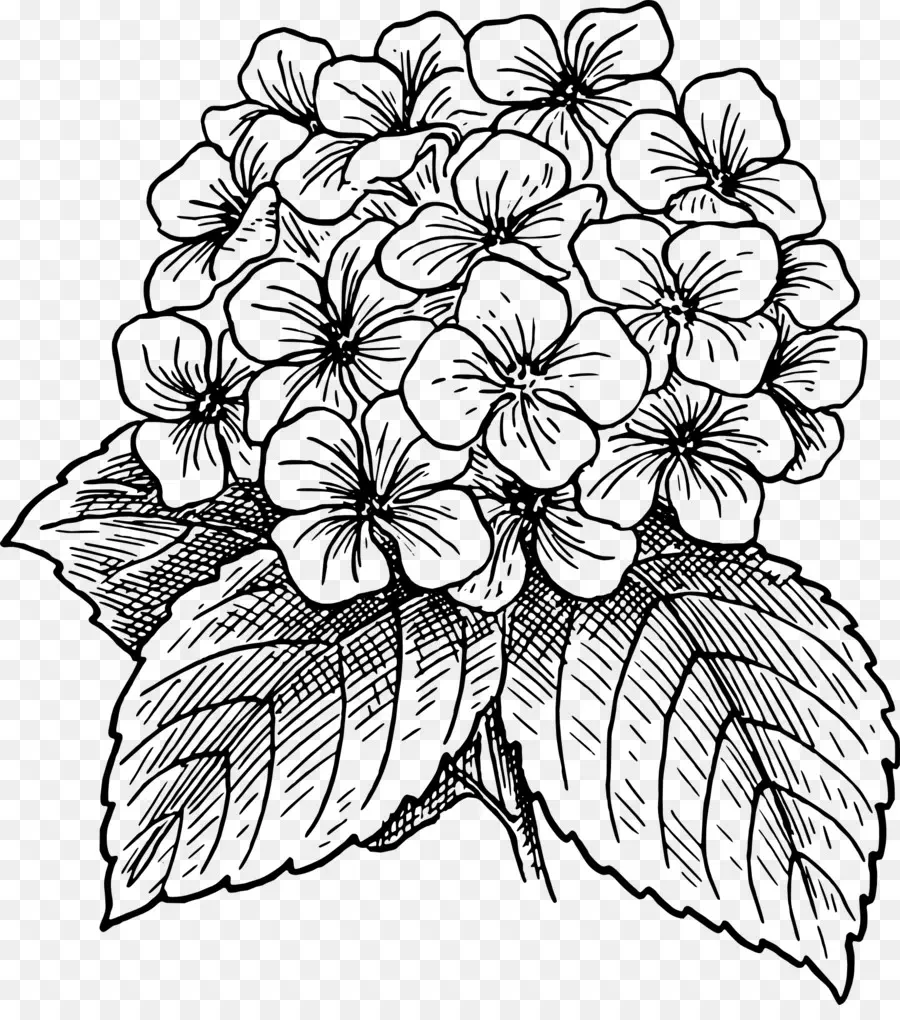 Hortensia，Tanaman PNG