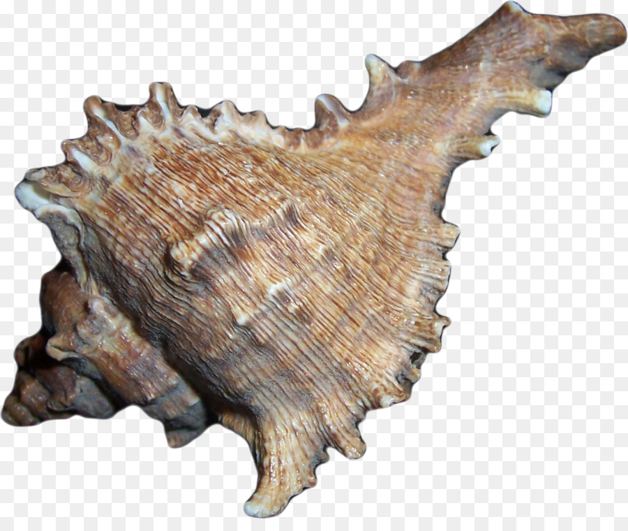 Kerang Laut，Laut PNG