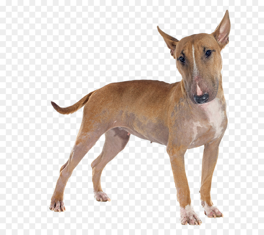 Anjing，Peliharaan PNG