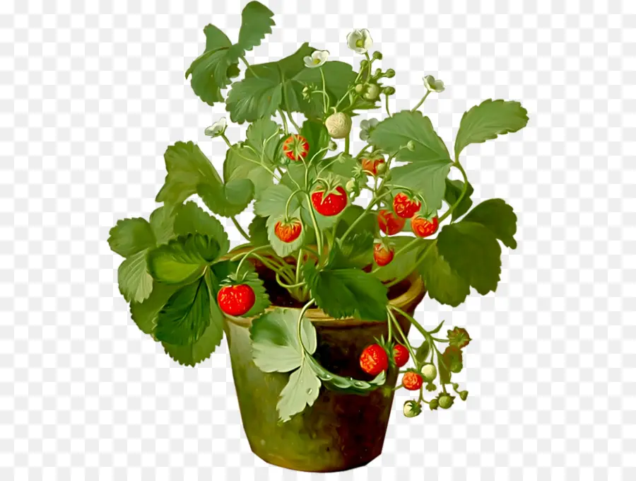 Stroberi，Strawberry PNG