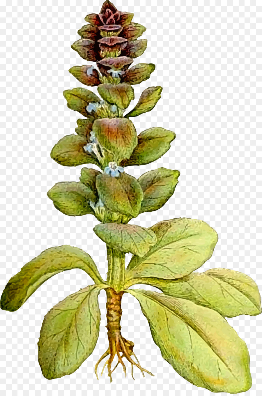 Ajuga Piramidalis，Ajuga Merangkak PNG