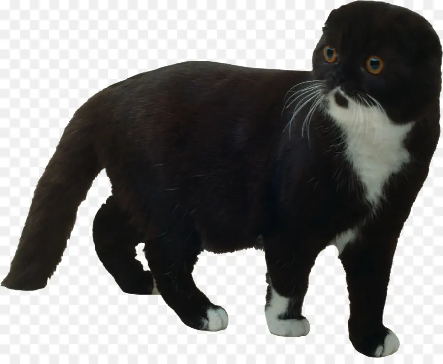 Kucing Hitam Putih，Kedudukan PNG