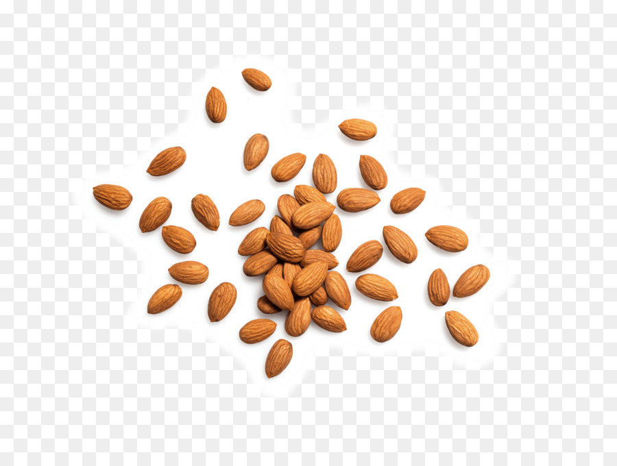 Kacang，Bahan PNG