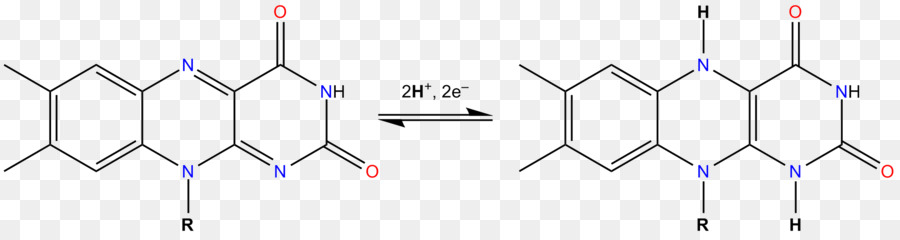 Flavin Adenine Dinucleotide，Nadh Dehydrogenase PNG