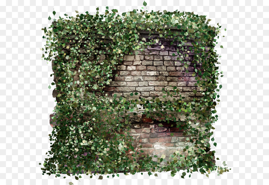 Ivy，Dinding Bata PNG