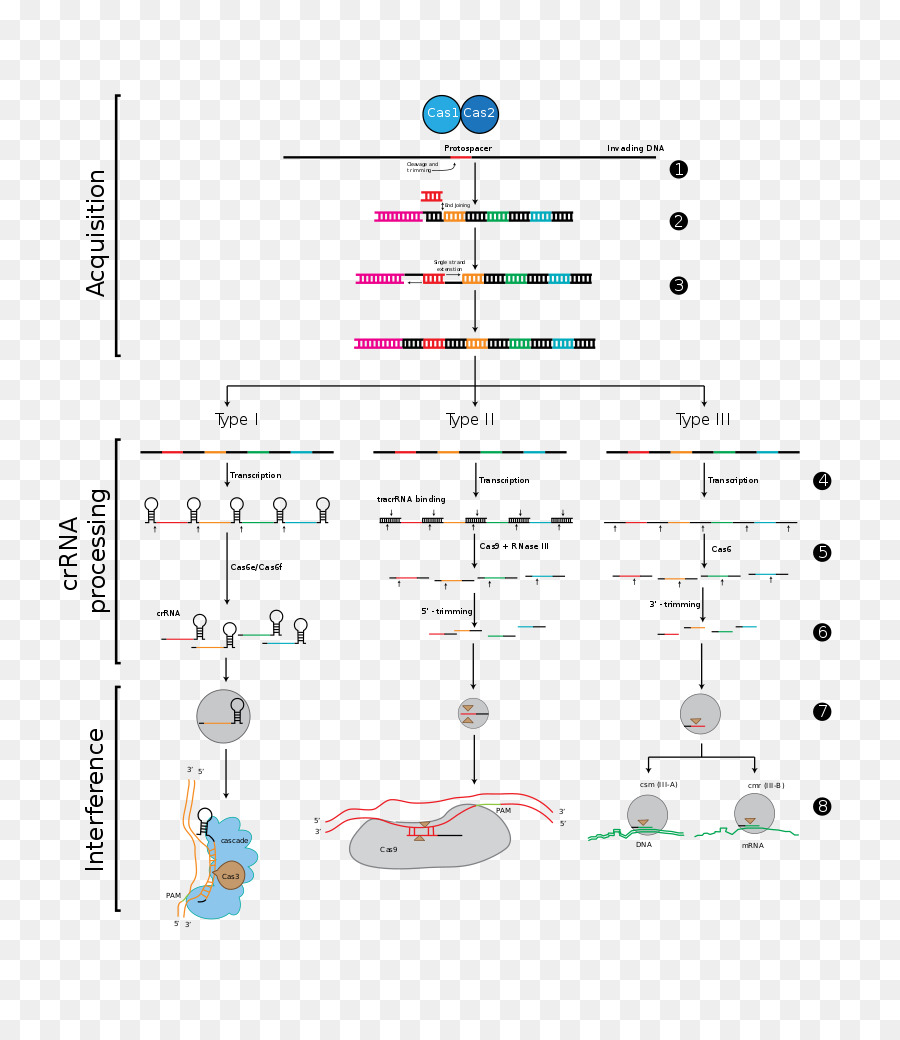 Crispr，Pengeditan Genom PNG