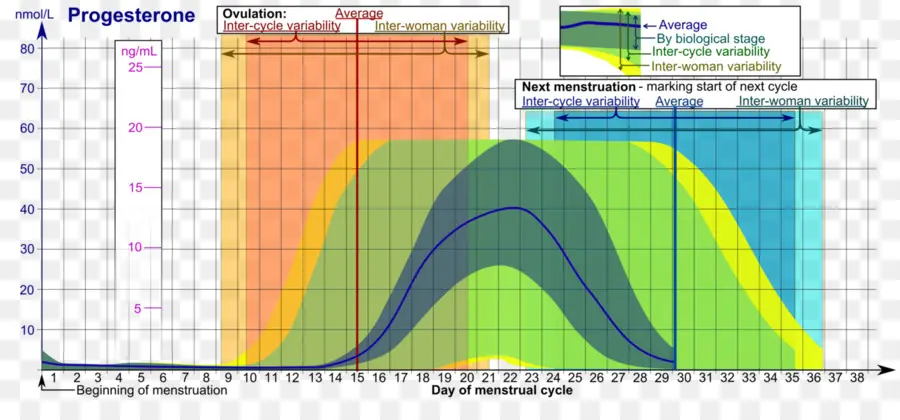 Bagan Progesteron，Hormon PNG