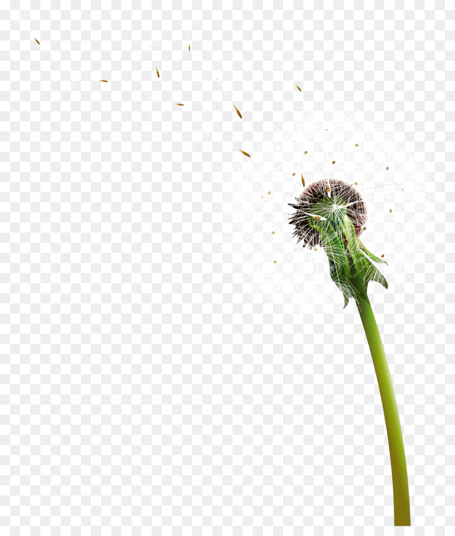 Umum Dandelion，Men Download PNG