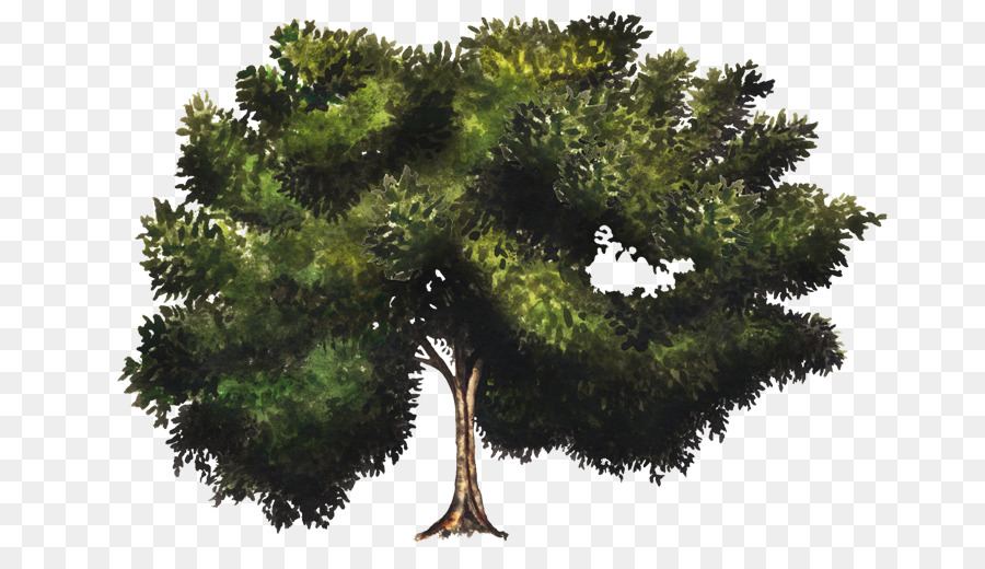 Pohon，Karet Ara PNG