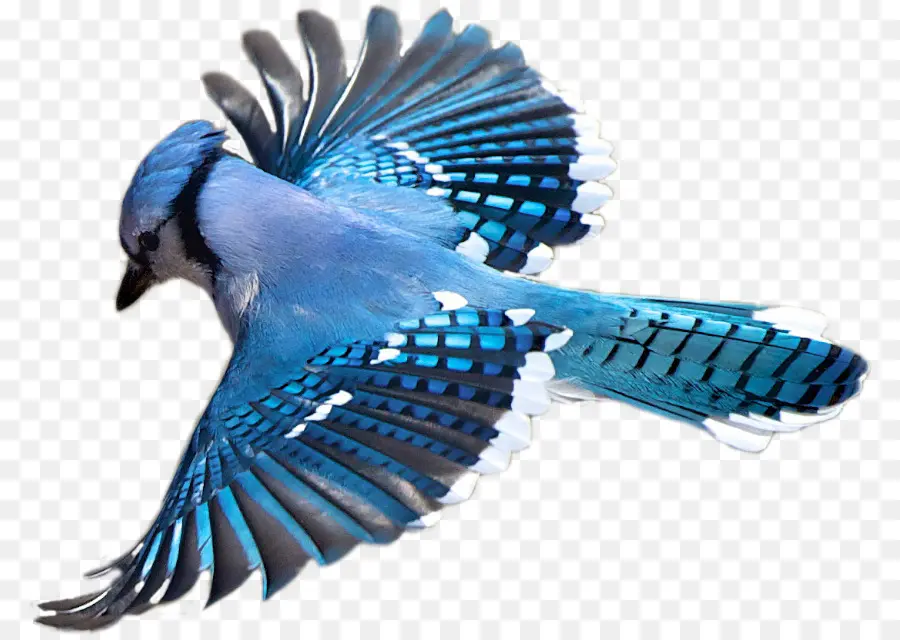 Biru Jay，Burung PNG