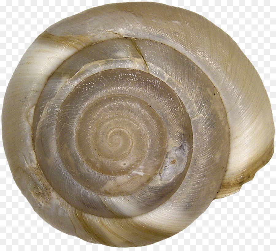 Cangkang Siput，Spiral PNG