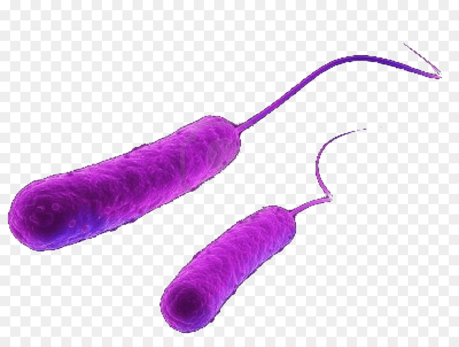  E Coli  Bakteri  Resistensi Antimikroba gambar  png