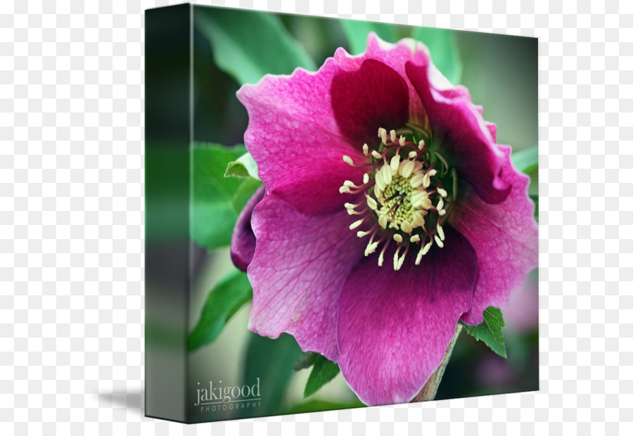 Rosaceae，Peony PNG