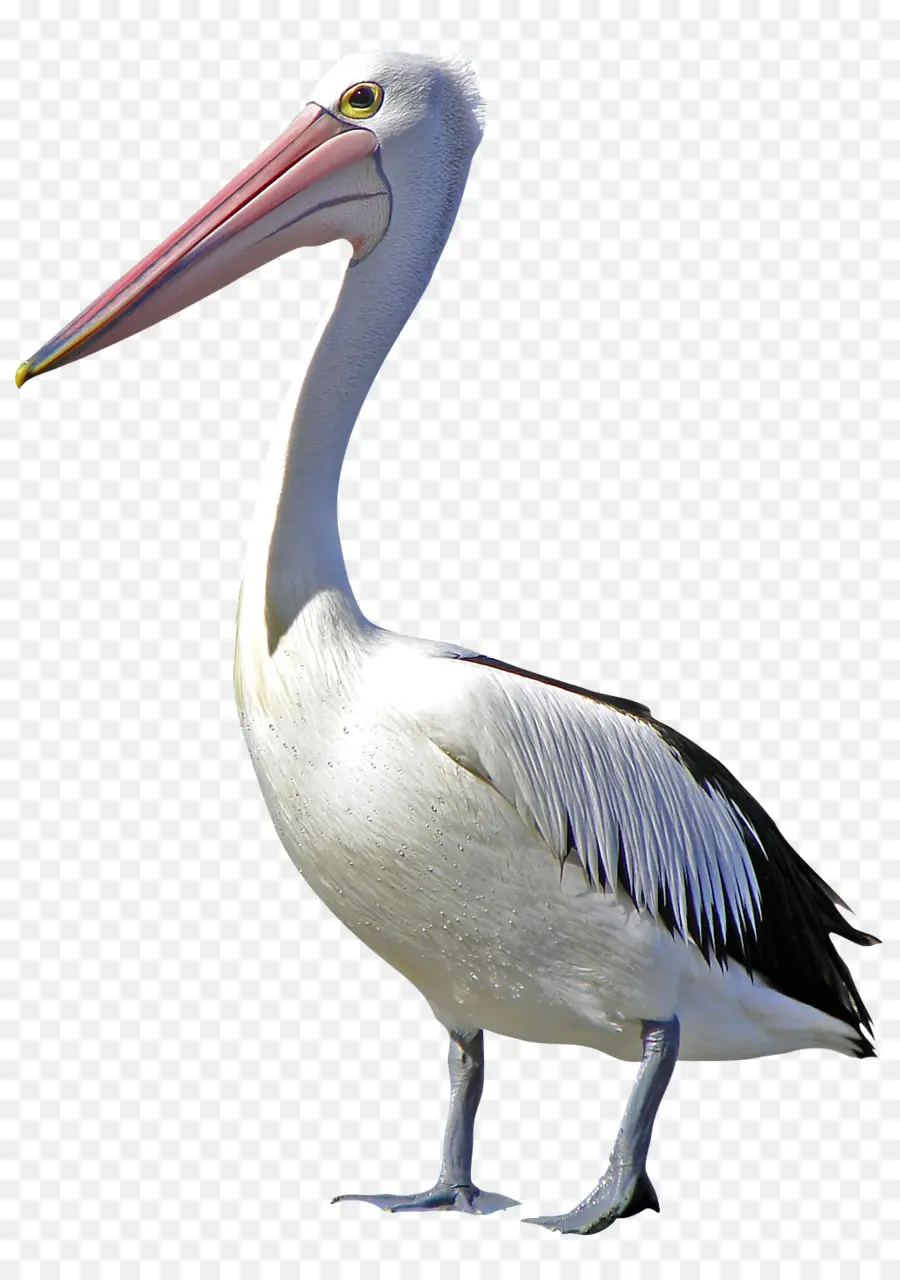 Pelican，Burung PNG