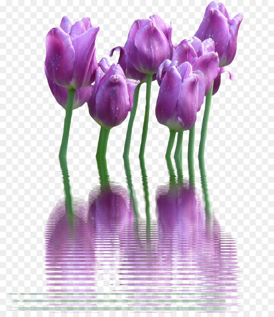 Wow 15+ Download Gambar Bunga Tulip - Gambar Bunga Indah