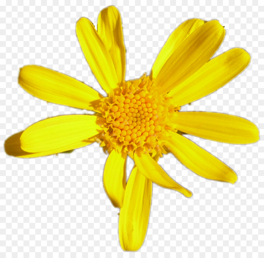 Bunga，Daisy Umum PNG