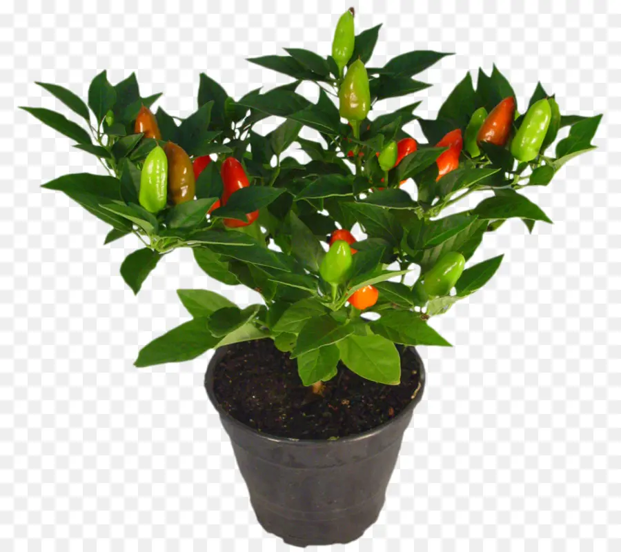 Pot Bunga，Houseplant PNG