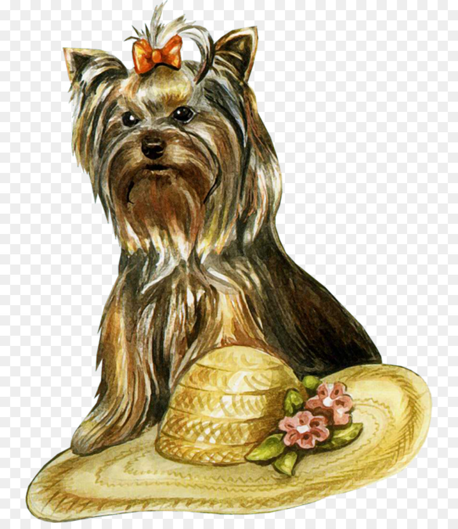 Yorkshire Terrier，Anjing PNG