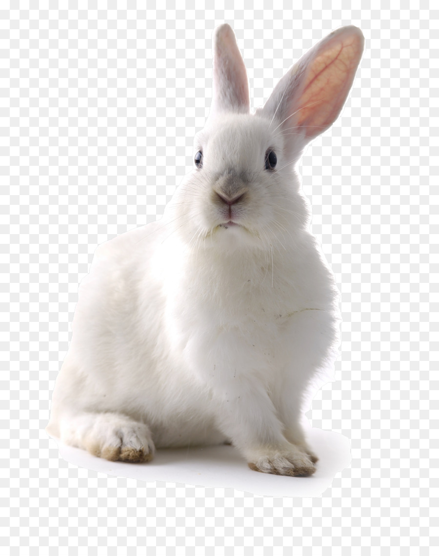  Kelinci  Putih Kelinci  Kelinci  Paskah gambar  png 