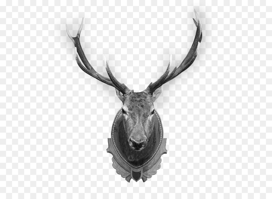 Rusa，Elk PNG