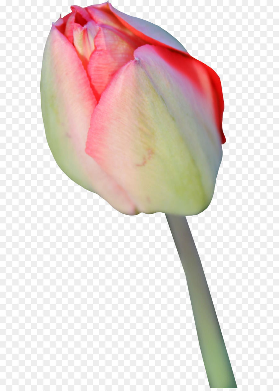 Bunga Tulp，Bunga PNG