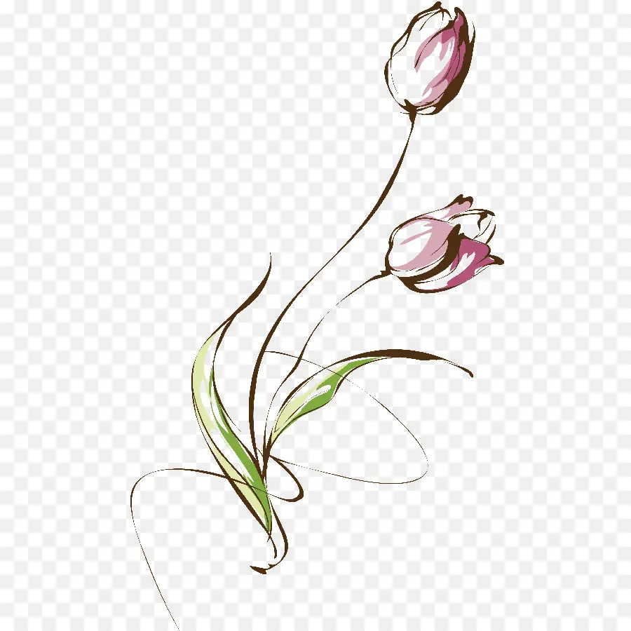 Tulip，Musim Semi PNG