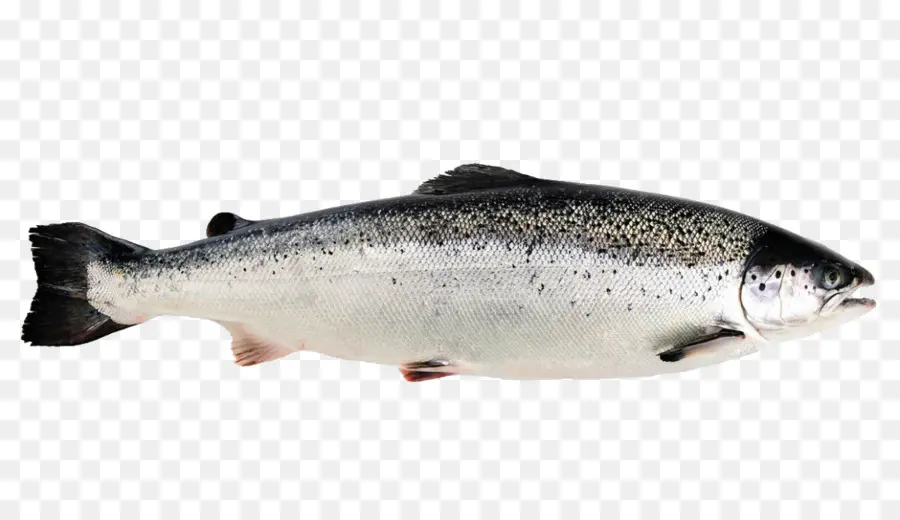 Norwegia，Salmon PNG