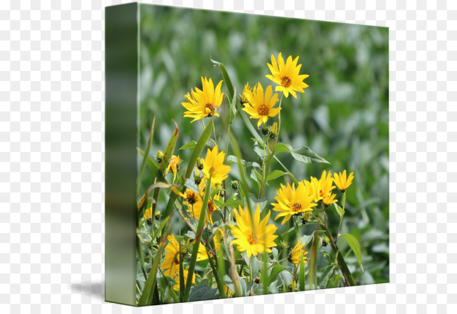 Dandelion，Bunga PNG