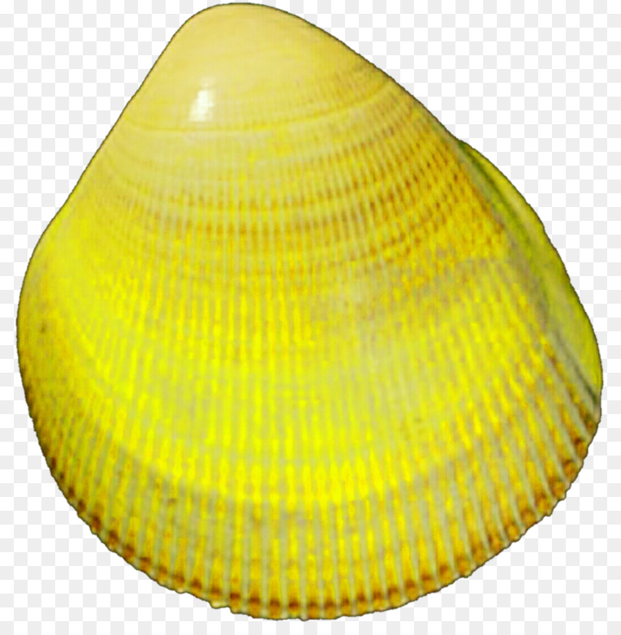 Kerang，Tiram PNG