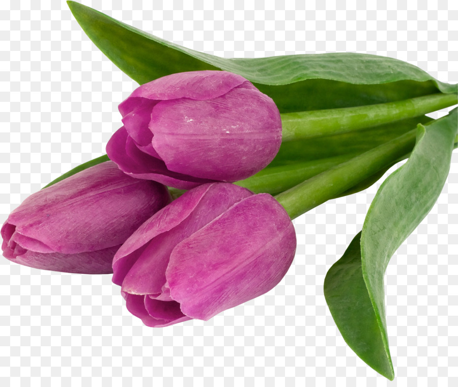 Bunga Tulip Desktop Wallpaper Gambar Png