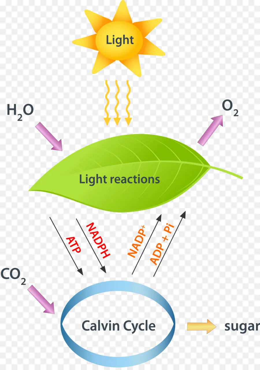 Diagram Fotosintesis，Reaksi Terang PNG
