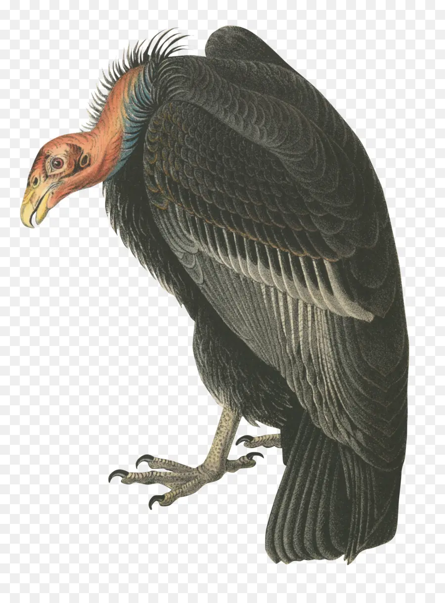 Kondor Kalifornia，Burung Kondor PNG