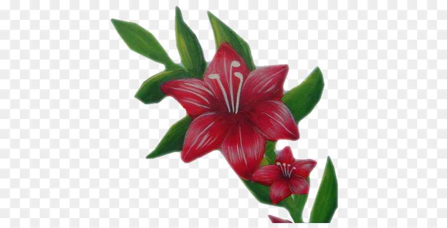 Hippeastrum，Bunga PNG