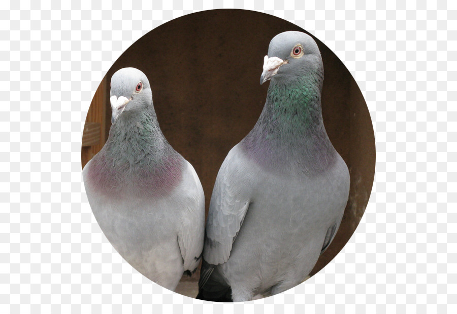 Homing Pigeon，Merpati Balap PNG