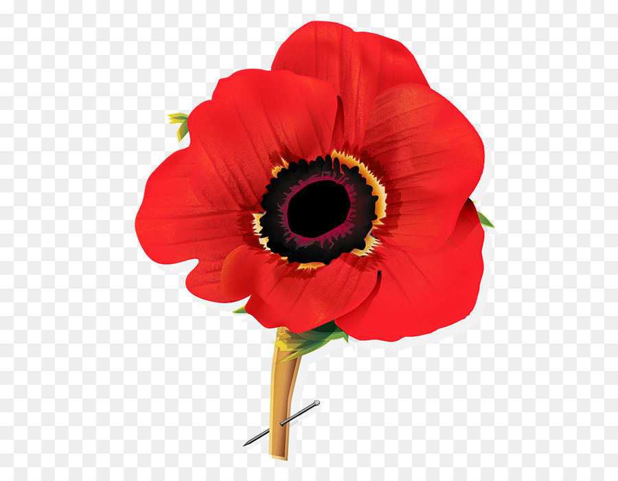 Poppy, Mengingat Poppy, Bunga gambar png