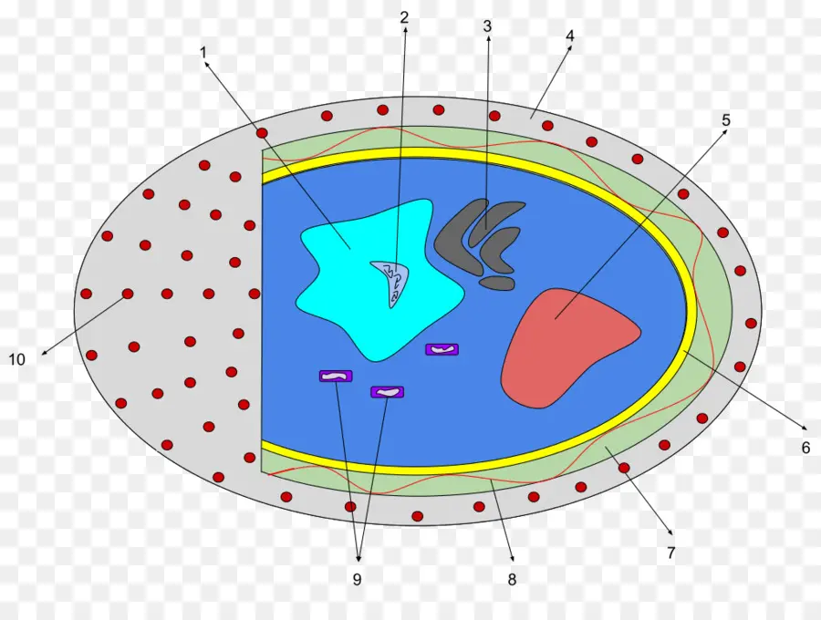 Diagram Sel，Biologi PNG