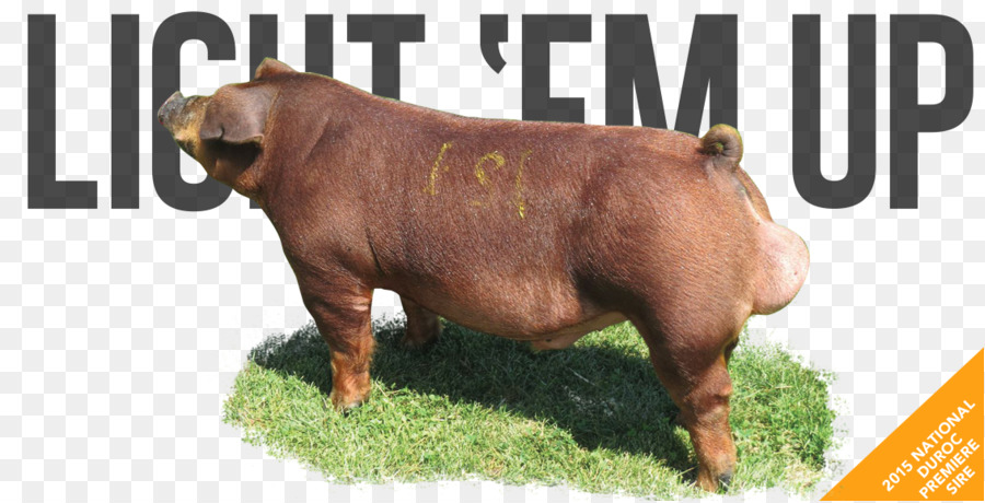 Babi，Peternakan PNG