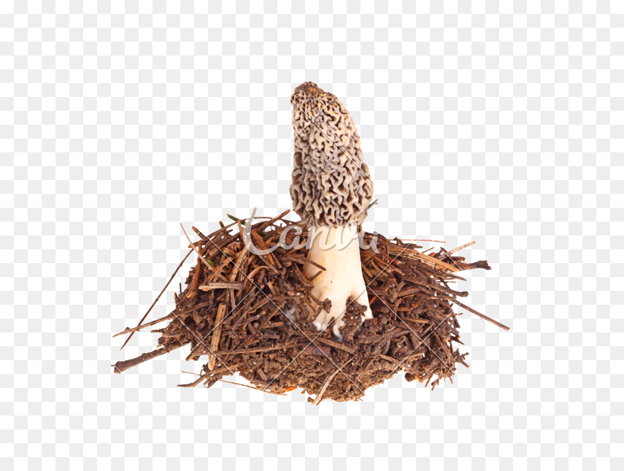 Morchella Esculenta，Sporocarp PNG