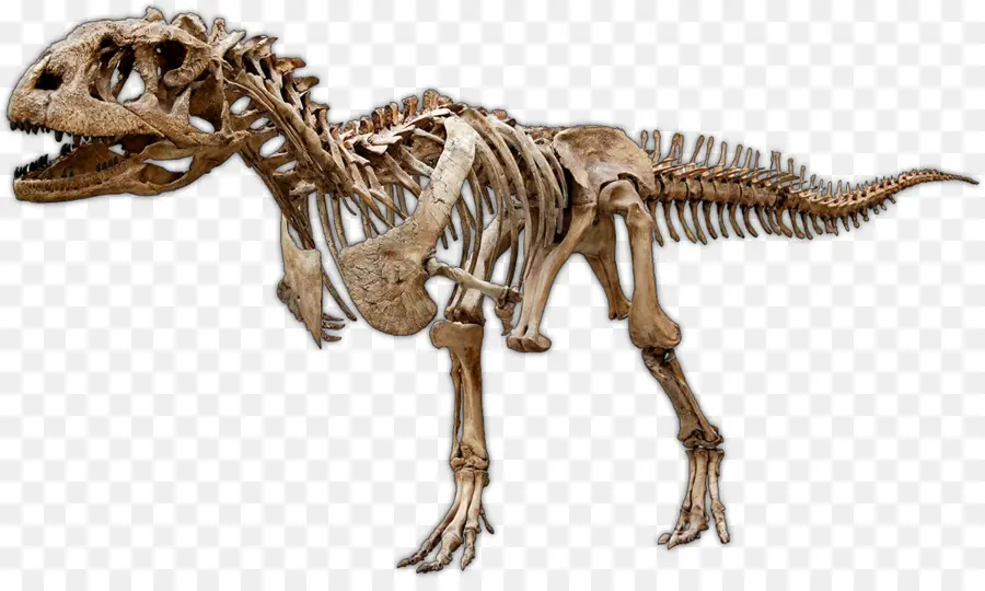 Majungasaurus，Cretaceous Akhir PNG