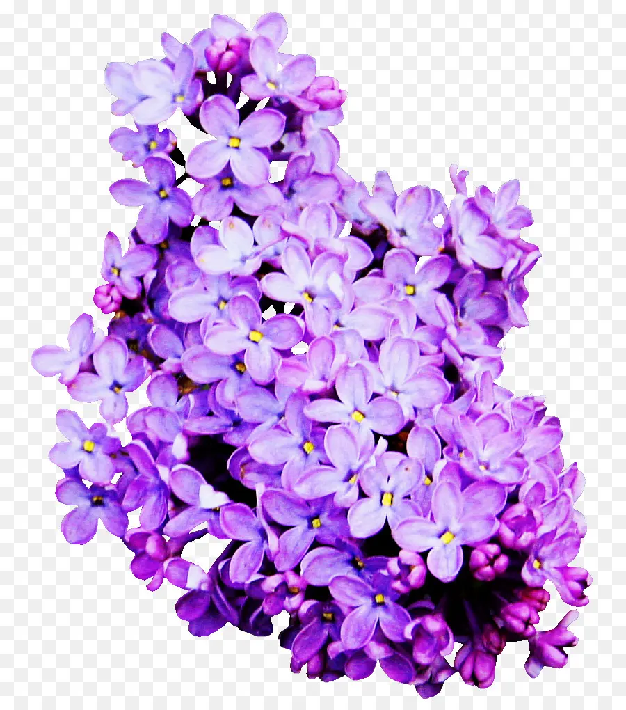 Bunga Lilac Ungu，Bunga PNG