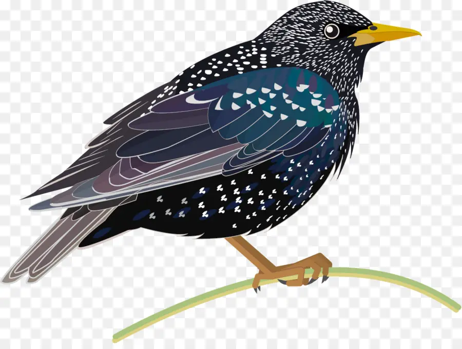Starling Umum，Burung PNG