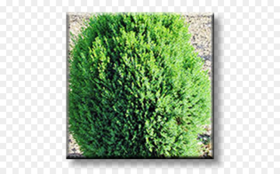 Arborvitae，Evergreen PNG