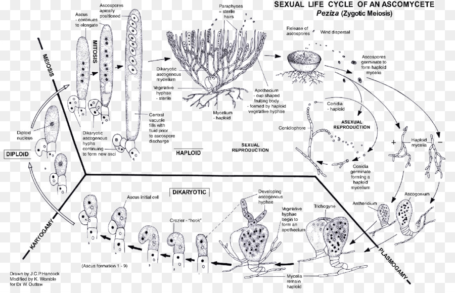 Mikoriza Kantung Jamur Biologis Siklus Hidup Gambar Png